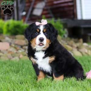 Sadie, Bernese Mountain Dog Puppy